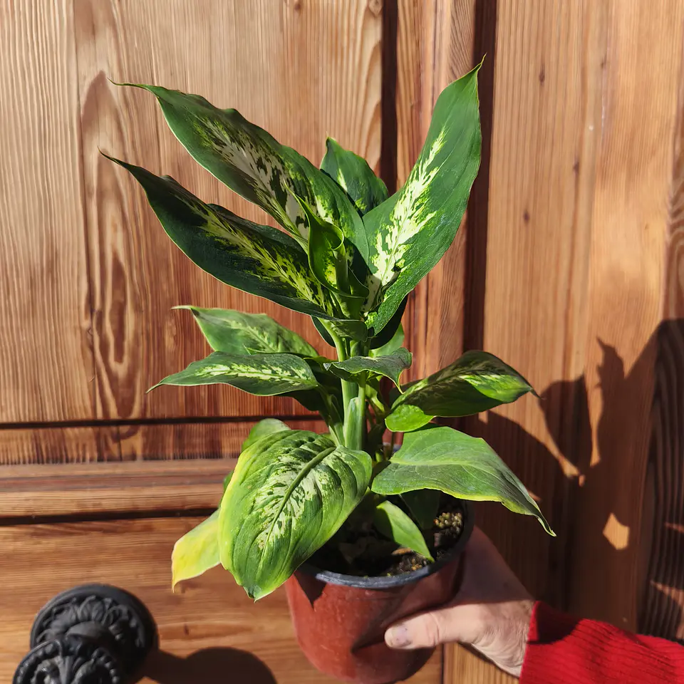 Dieffenbachia Camilla 4