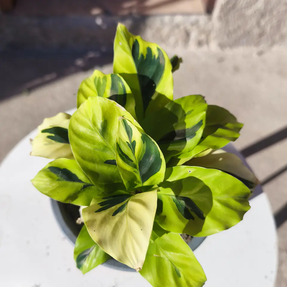 Calathea Loiusae Thai Beauty 2