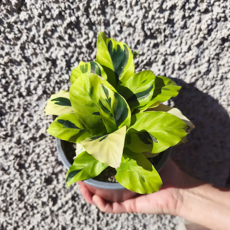 Calathea Loiusae Thai Beauty 3