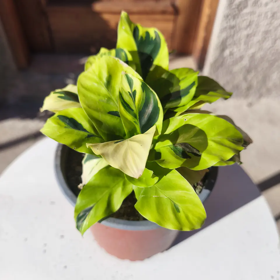 Calathea Loiusae Thai Beauty 1
