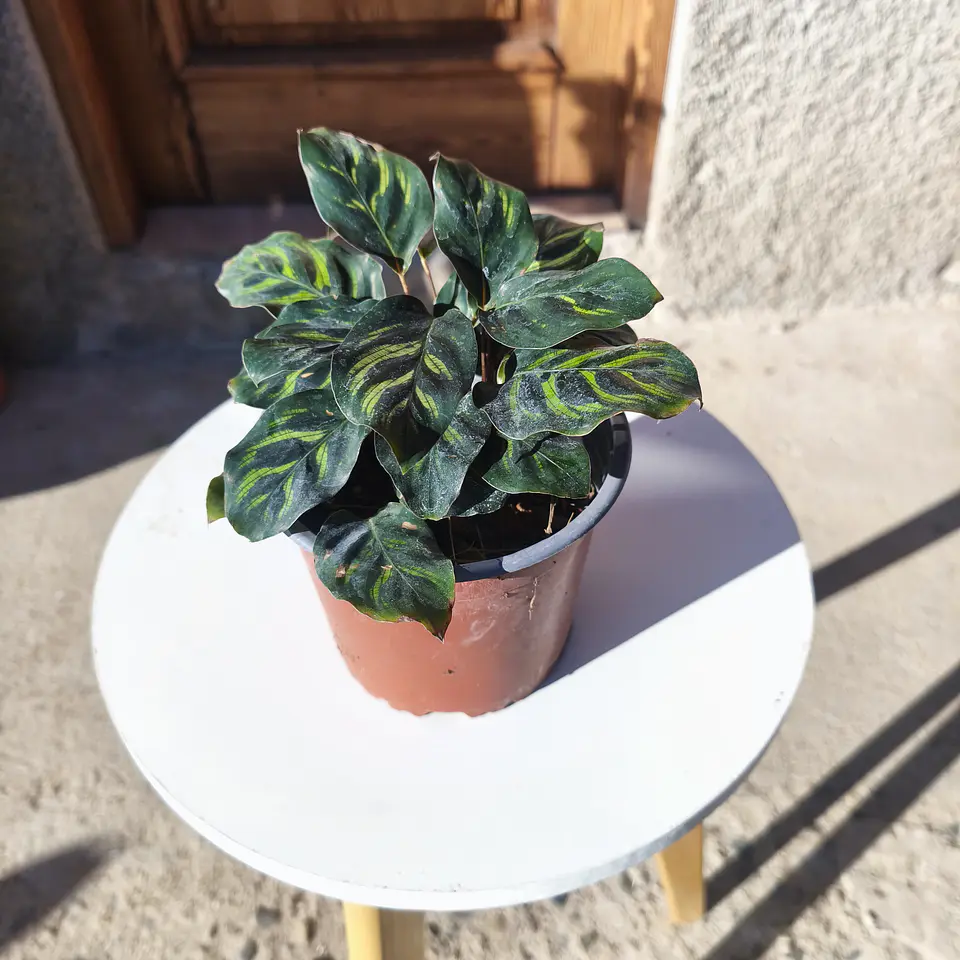 Calathea Makoyana 2