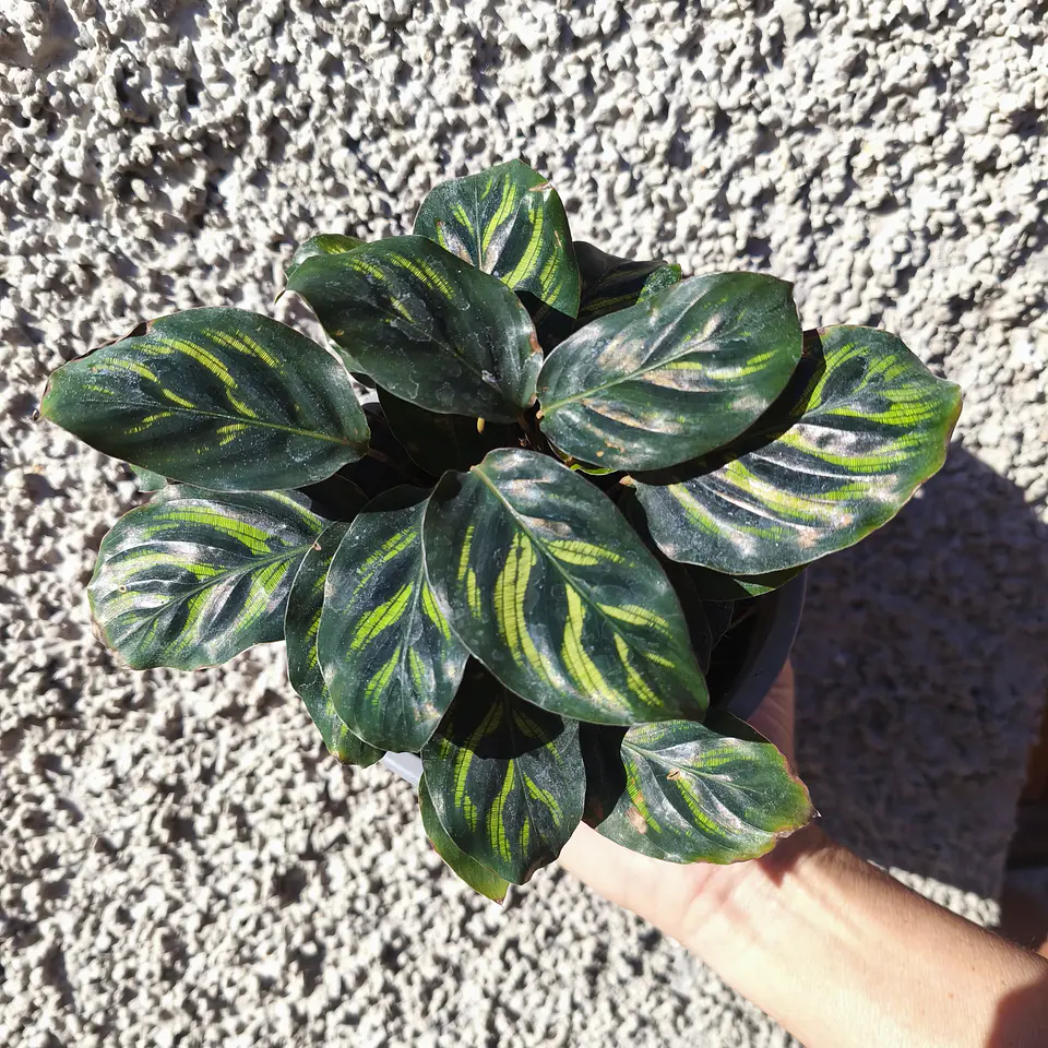 Calathea Makoyana 1