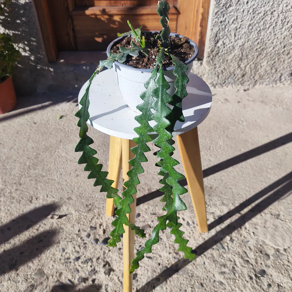 Selenicereus anthonyanus (Cactus Zigzag) 1