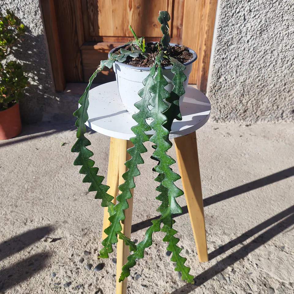 Selenicereus anthonyanus (Cactus Zigzag) 2