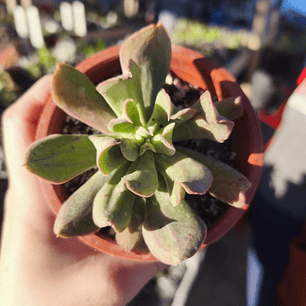 Echeveria Dark Vader