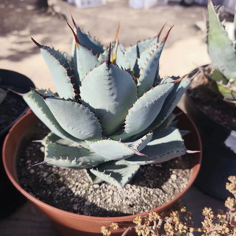 Agave Colorata x Celsii Nova