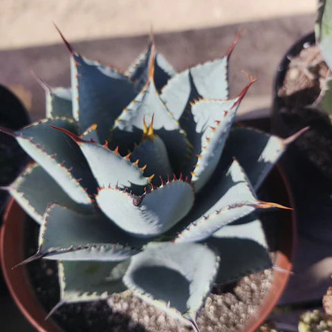 Agave Colorata x Celsii Nova