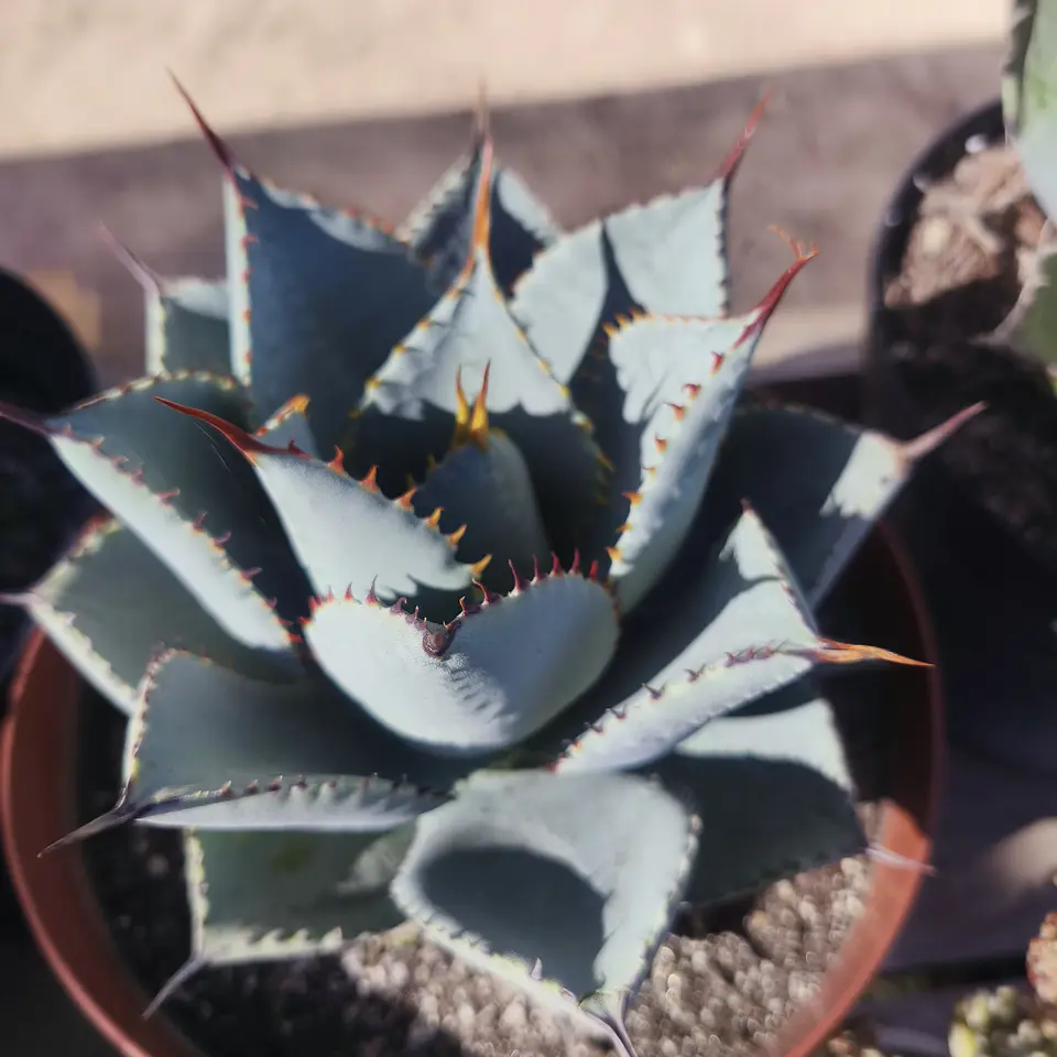 Agave Colorata x Celsii Nova 2