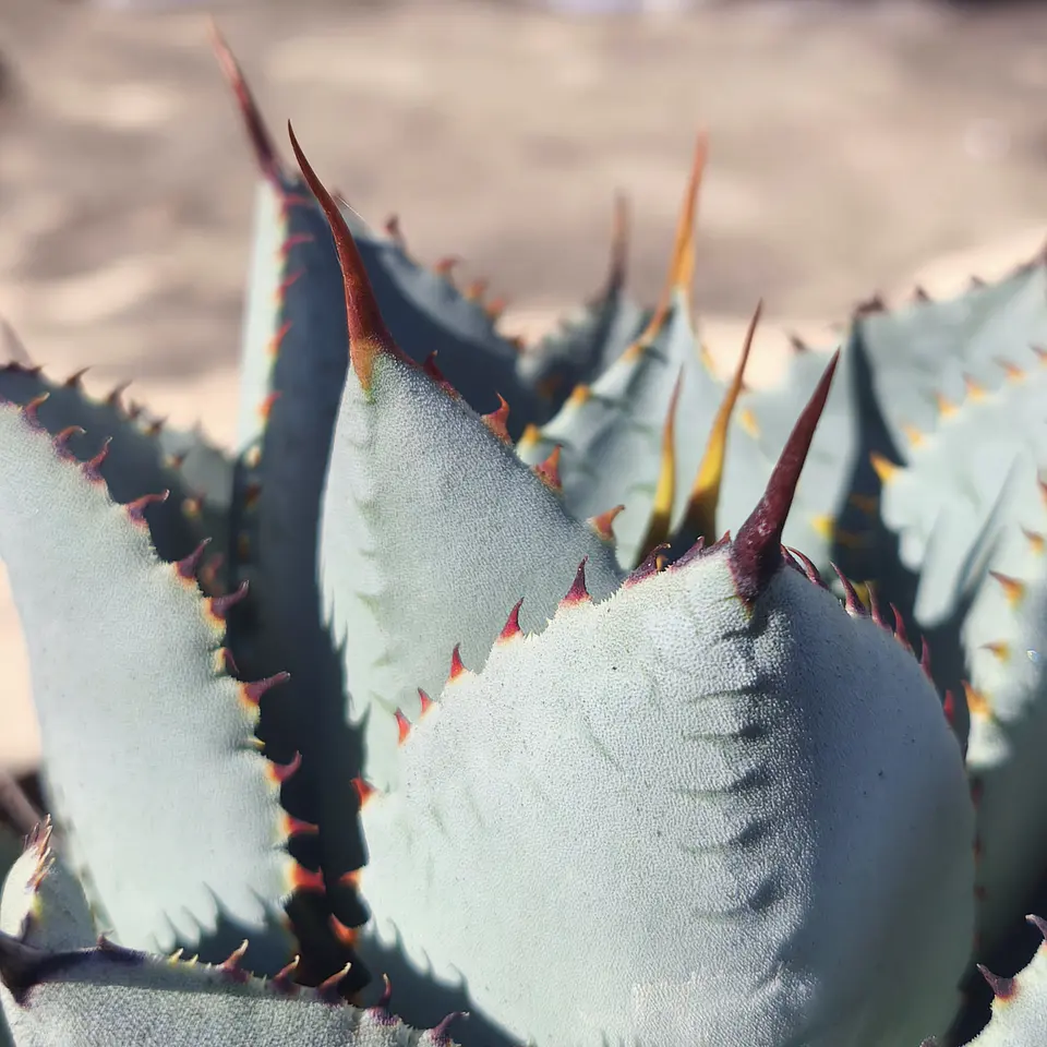 Agave Colorata x Celsii Nova 3