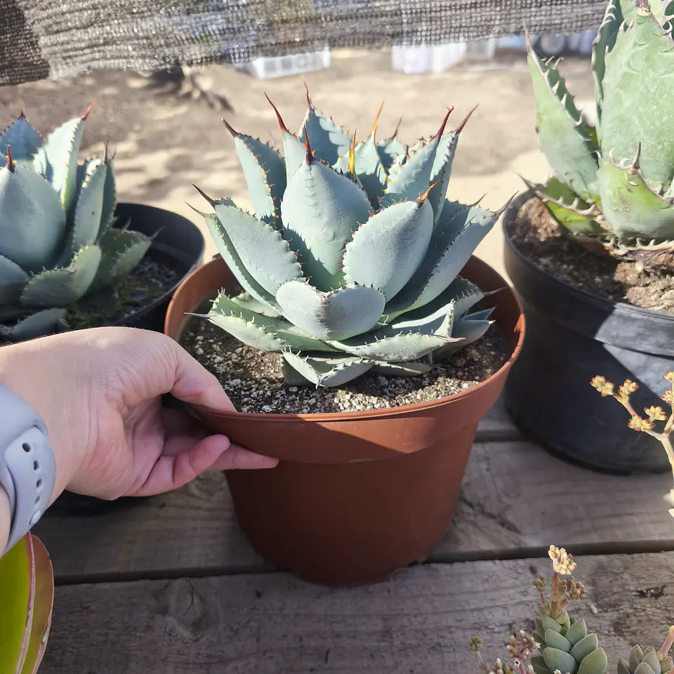 Agave Colorata x Celsii Nova 4