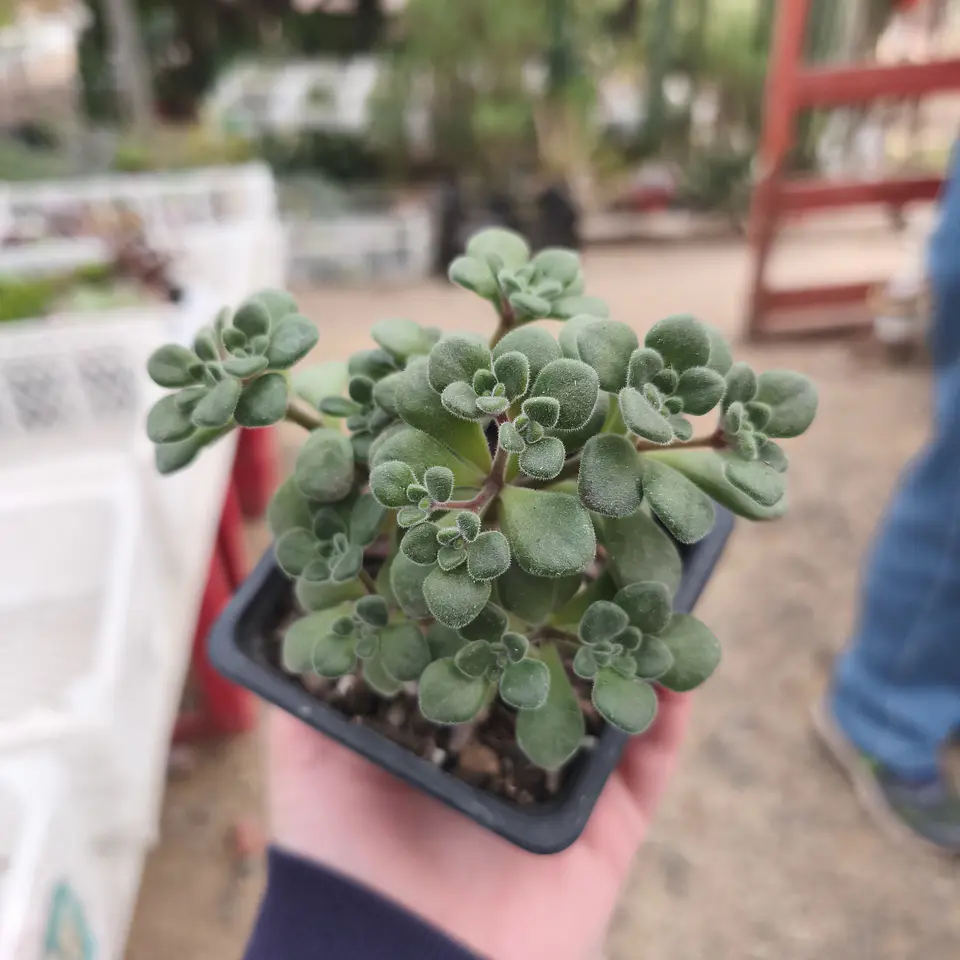 Aeonium lindleyi 1