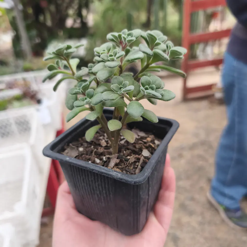 Aeonium lindleyi 2