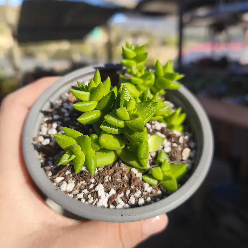 Crassula Imperialis  1