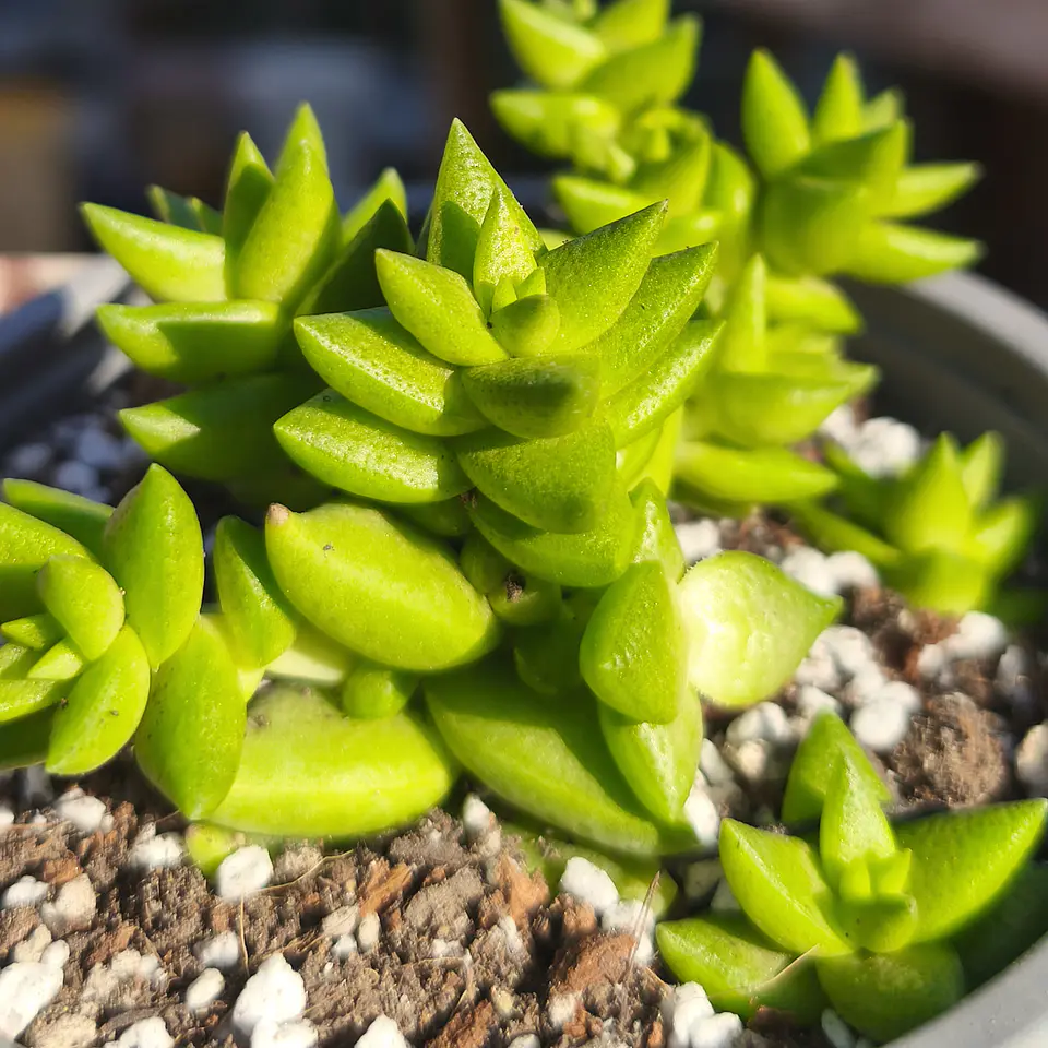 Crassula Imperialis  2