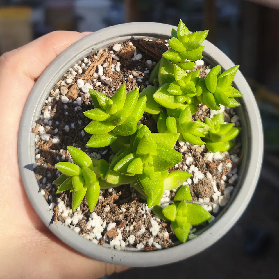 Crassula Imperialis  3