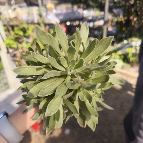 Aeonium Ballerina