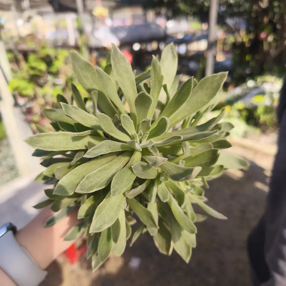 Aeonium Ballerina 1