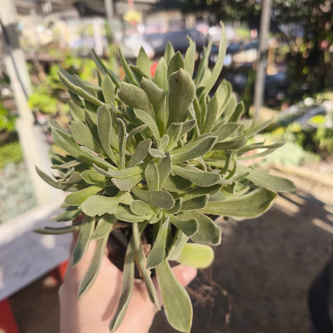 Aeonium Ballerina