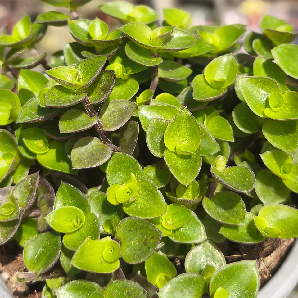 Callisia Repens 4