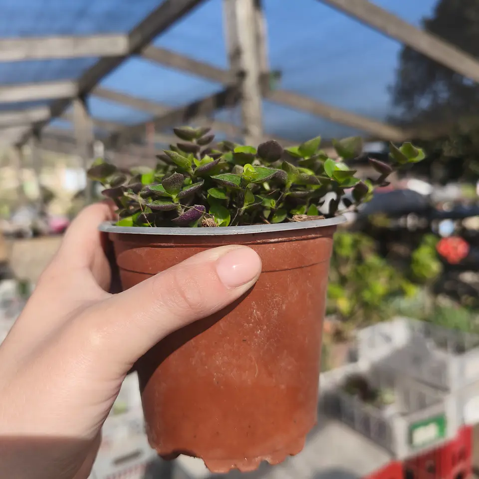 Callisia Repens 2