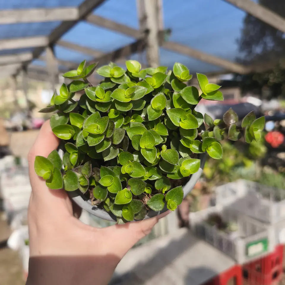 Callisia Repens 1