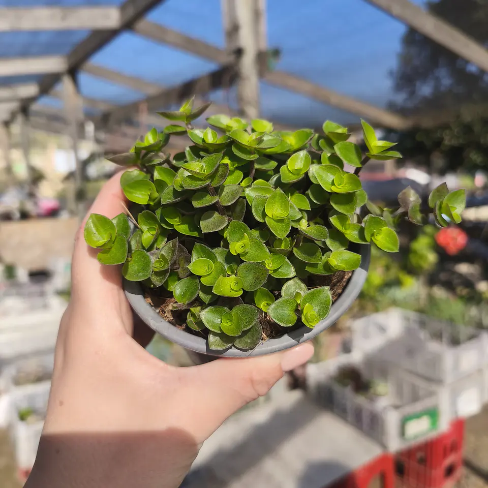 Callisia Repens 3