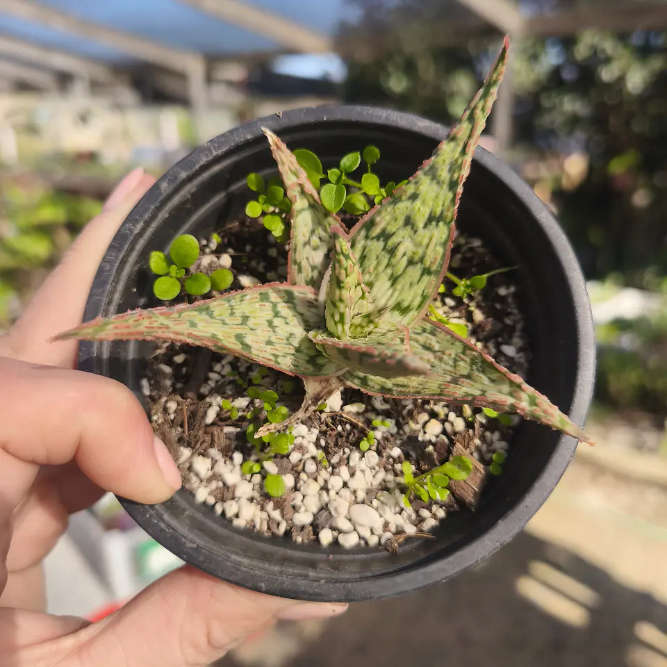 Aloe Pink Blush 4
