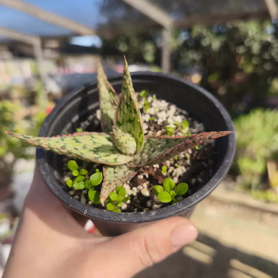 Aloe Pink Blush 5