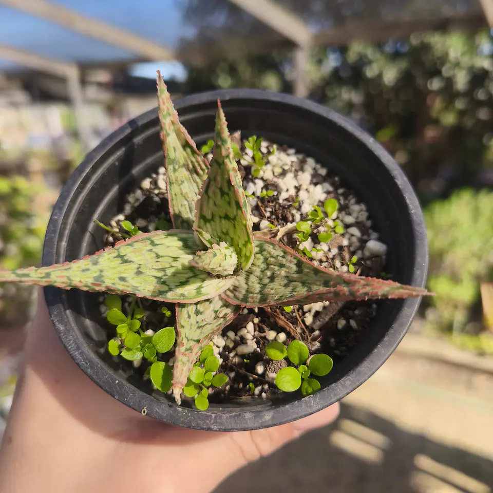 Aloe Pink Blush 6