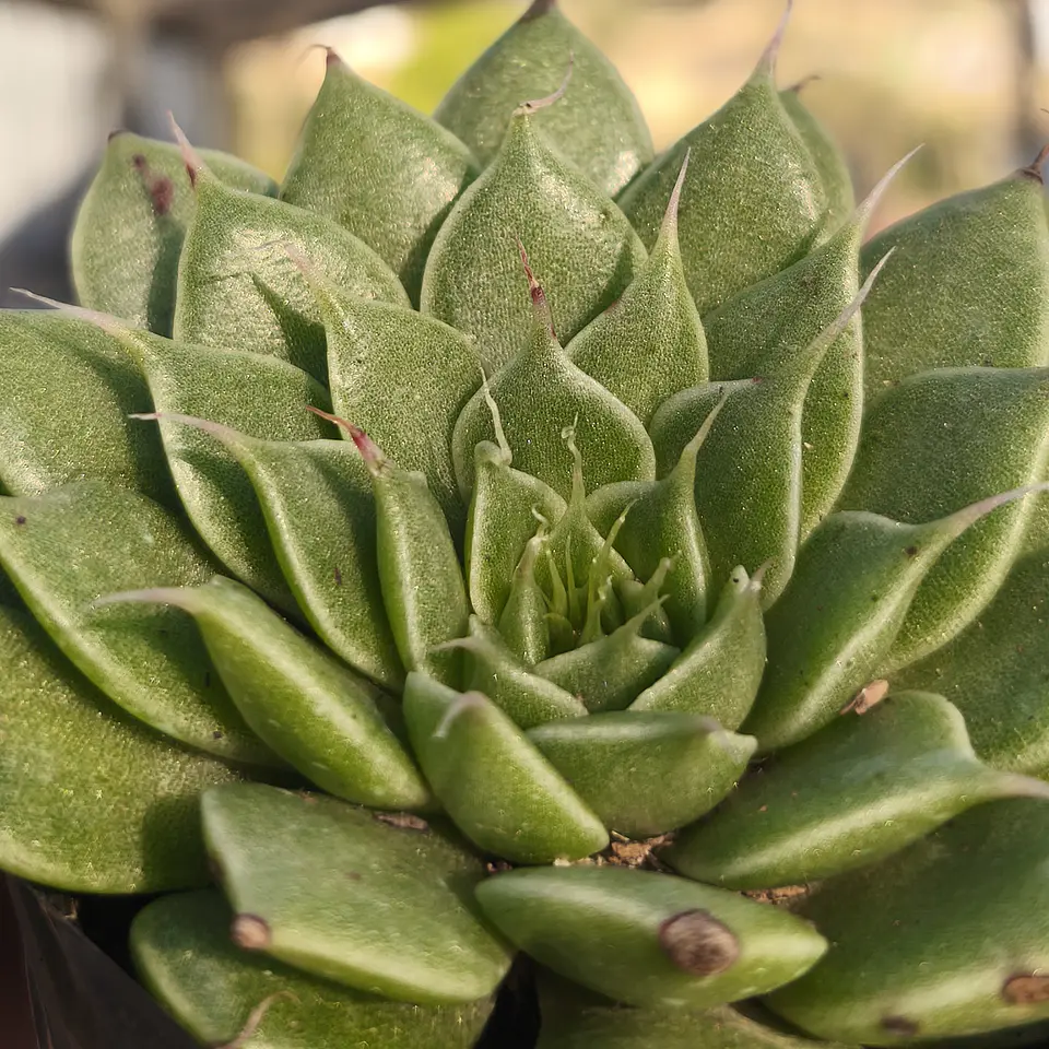 Graptoveria silver star  1