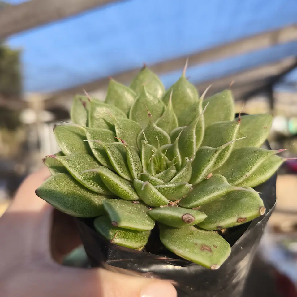 Graptoveria silver star  2