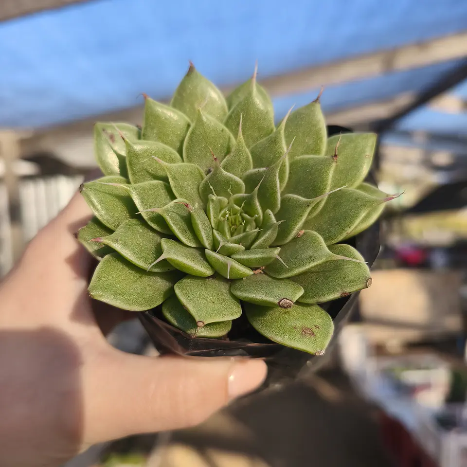Graptoveria silver star  3