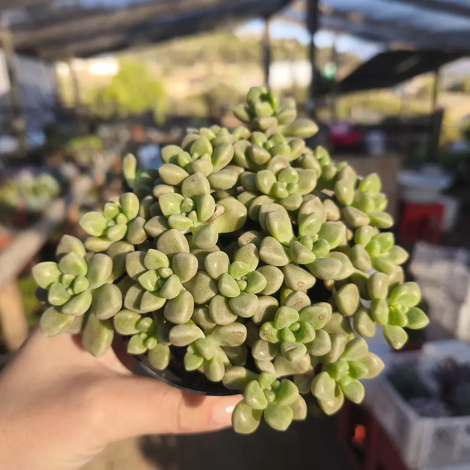 Graptopetalum Mendozae  1