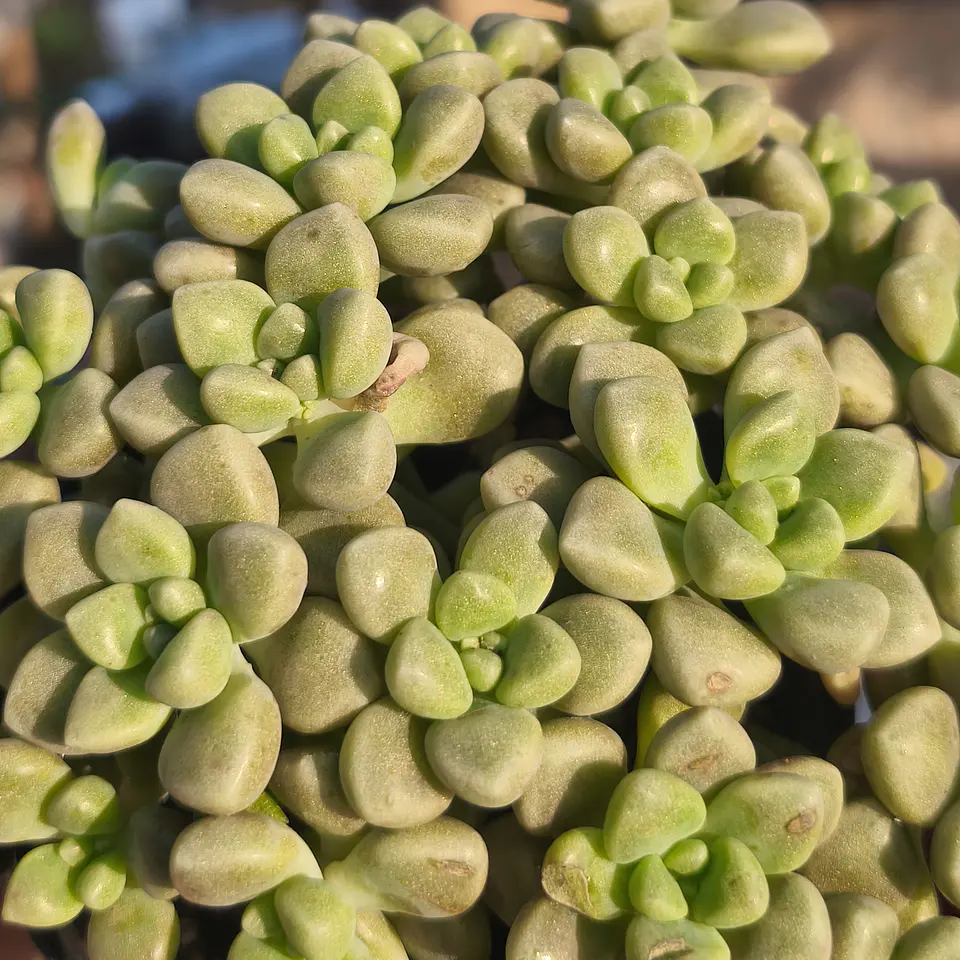 Graptopetalum Mendozae  2