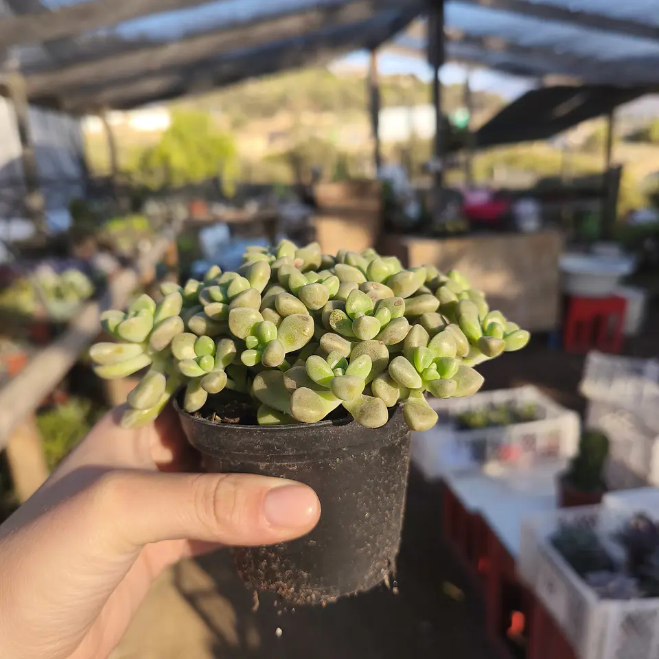 Graptopetalum Mendozae  3
