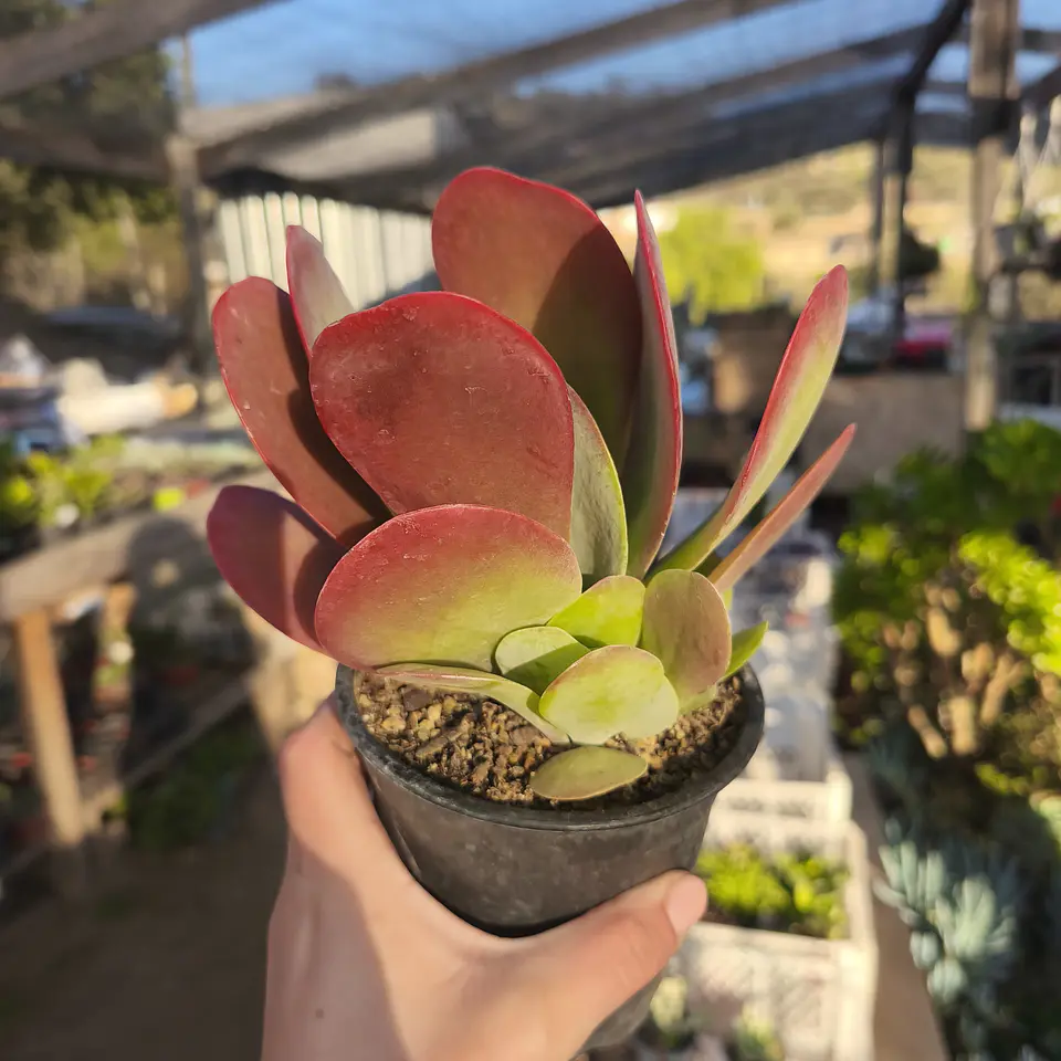 Kalanchoe Thyrsiflora  1