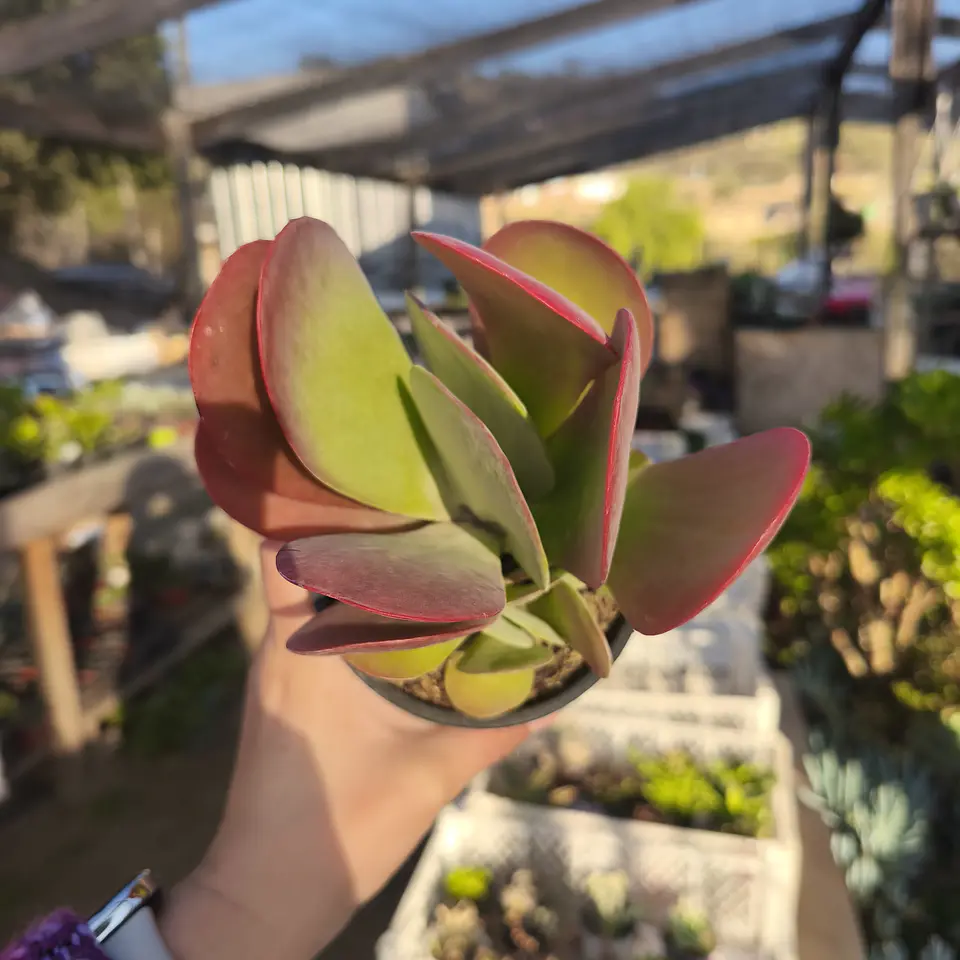 Kalanchoe Thyrsiflora  2