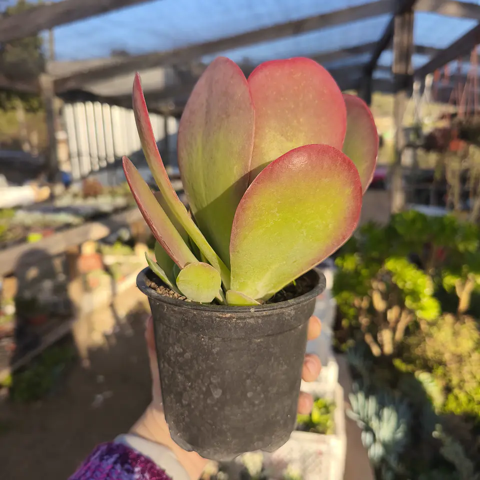 Kalanchoe Thyrsiflora  3