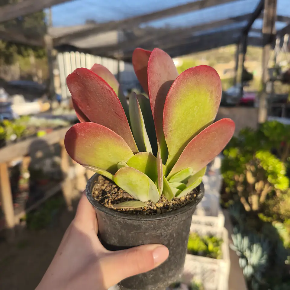 Kalanchoe Thyrsiflora  4