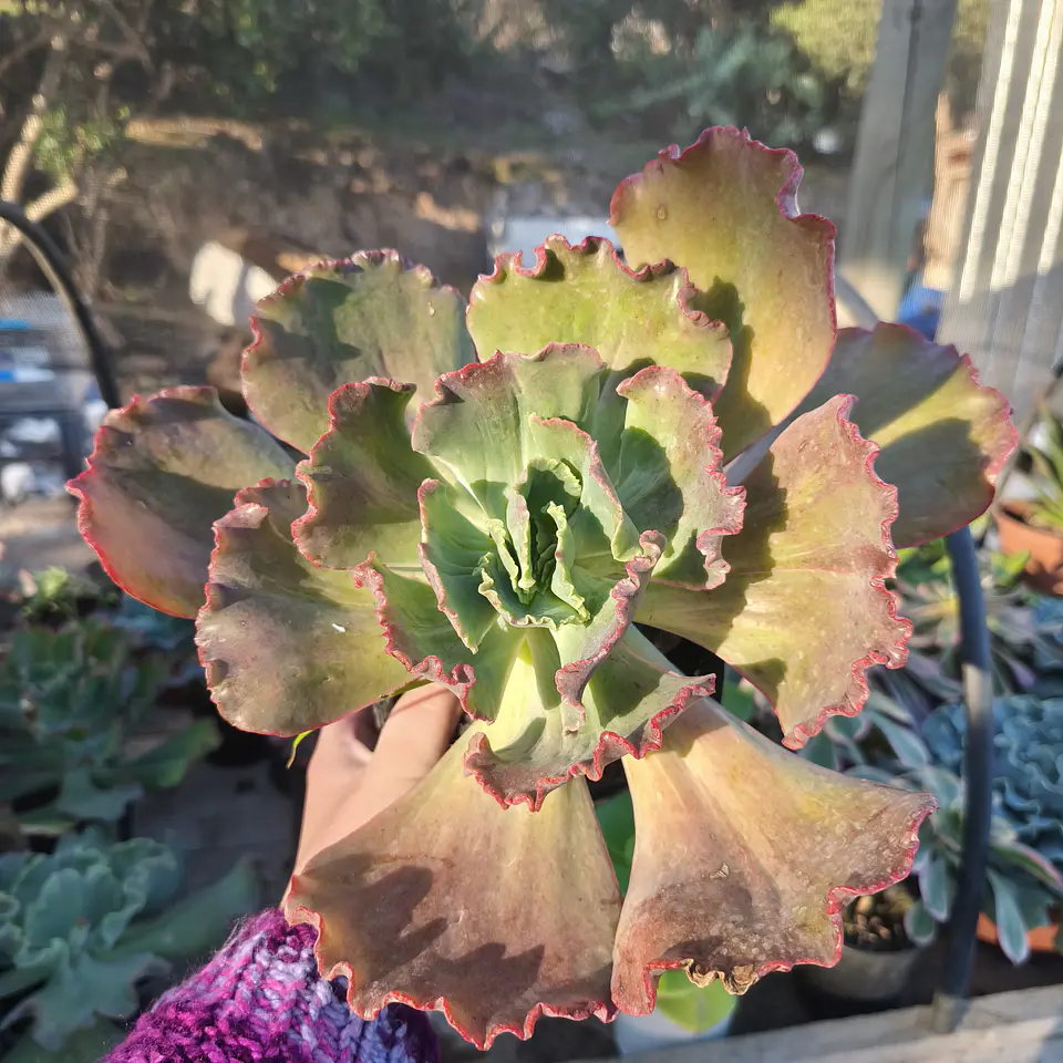 Echeveria Gez 14 1