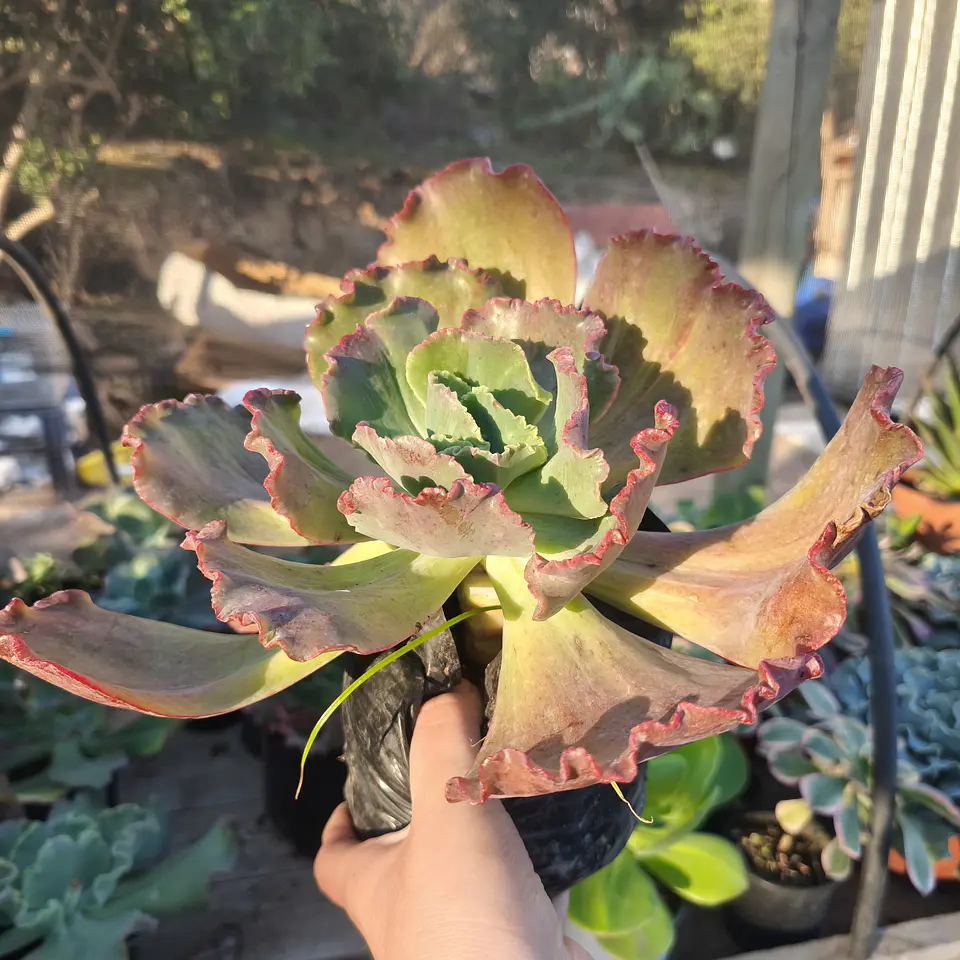 Echeveria Gez 14 2