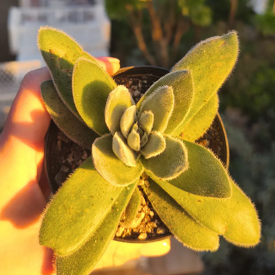 Crassula Tormentosa  1