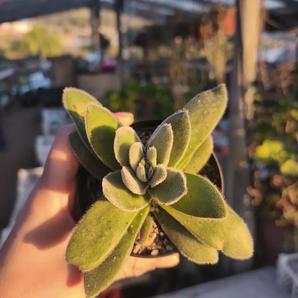 Crassula Tormentosa  2