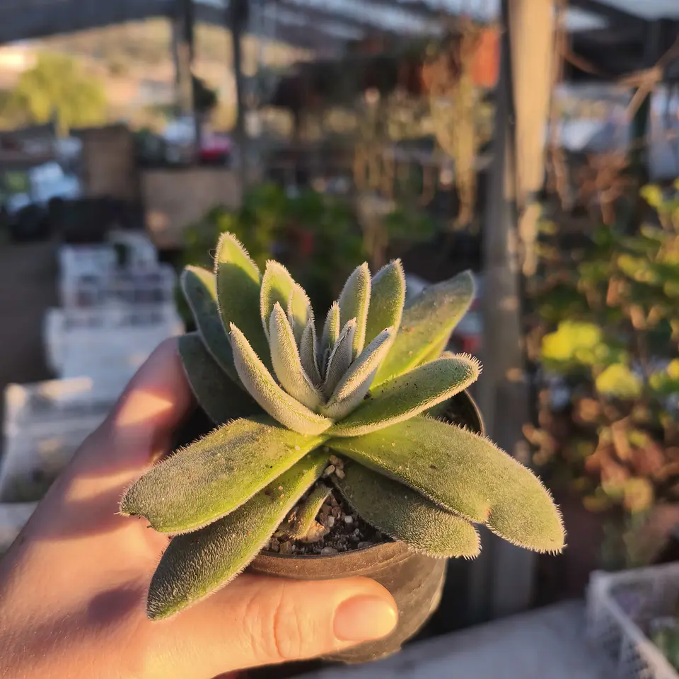 Crassula Tormentosa  3