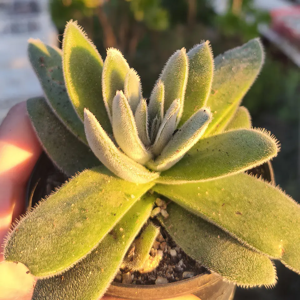 Crassula Tormentosa  4