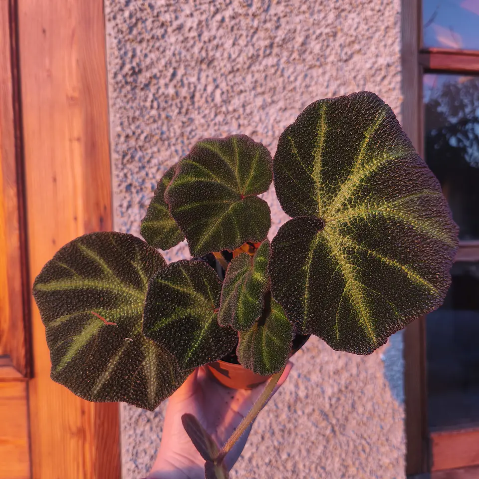 Begonia Solimutata 1