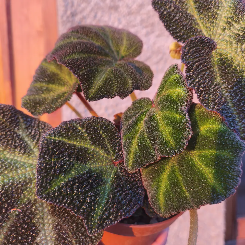 Begonia Solimutata 2