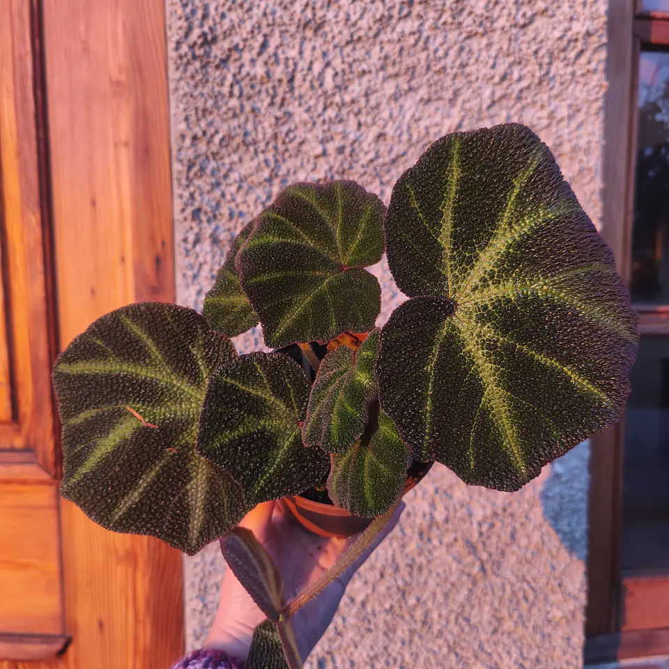 Begonia Solimutata 3