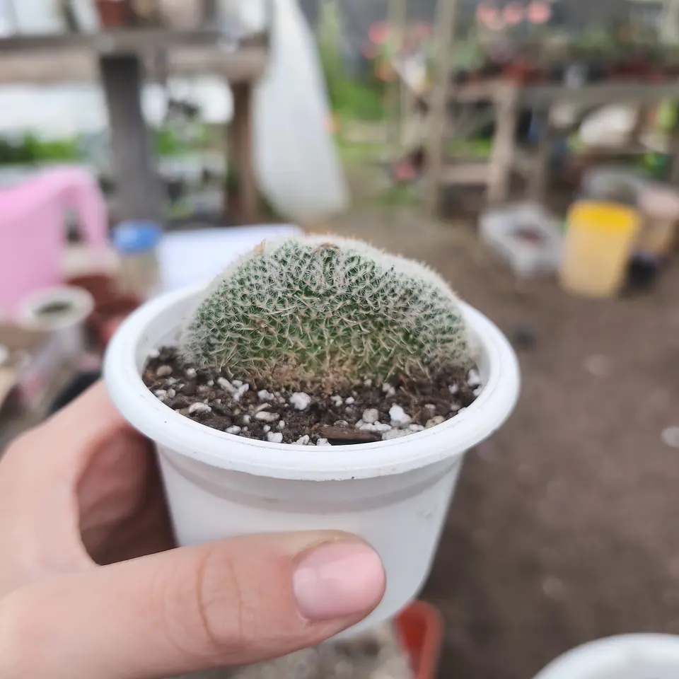 Cactus crestado  1