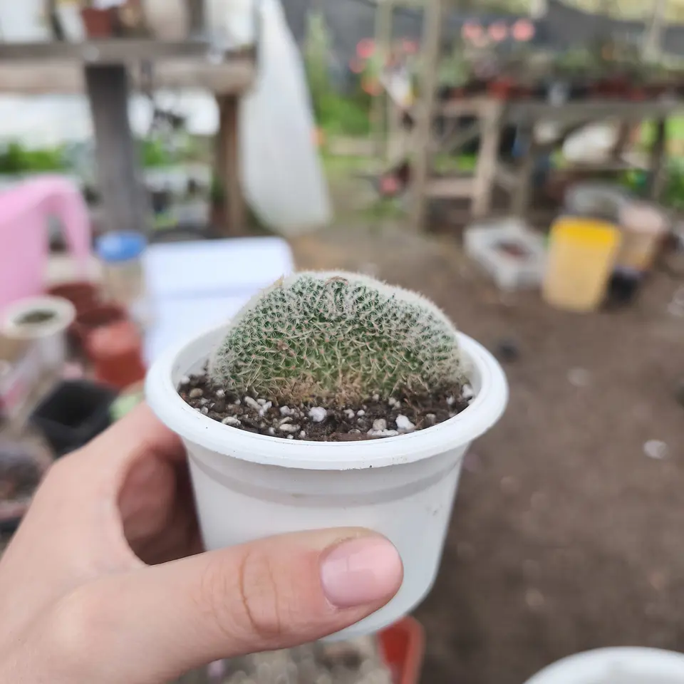 Cactus crestado  2